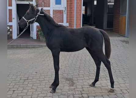 Hannoveraan, Merrie, 1 Jaar, 170 cm, Zwart