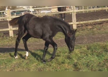 Hannoveraan, Merrie, 1 Jaar, 170 cm, Zwart