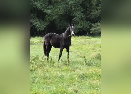 Hannoveraan, Merrie, 1 Jaar, 170 cm, Zwart