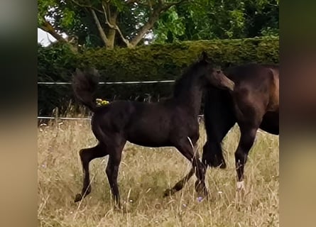Hannoveraan, Merrie, 1 Jaar, 170 cm, Zwartbruin