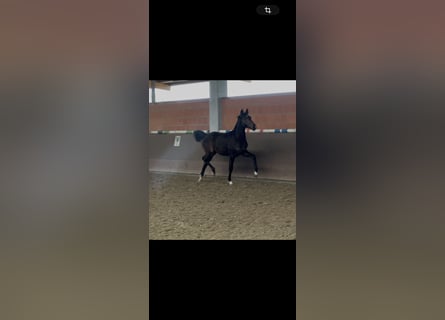 Hannoveraan, Merrie, 1 Jaar, 172 cm, Donkerbruin