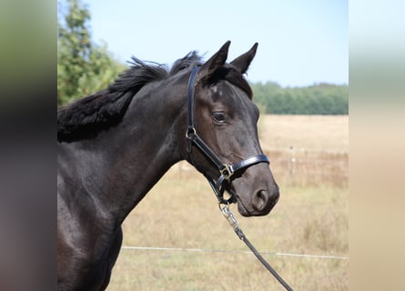 Hannoveraan, Merrie, 1 Jaar, 172 cm, Zwart