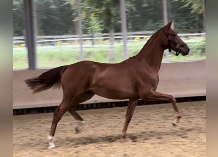 Hannoveraan, Merrie, 1 Jaar, 173 cm, Vos