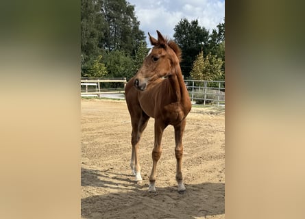 Hannoveraan, Merrie, 1 Jaar, 175 cm, Vos