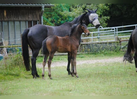 Hannoveraan, Merrie, 1 Jaar, Bruin