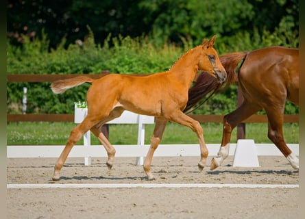 Hannoveraan, Merrie, 1 Jaar, Donkere-vos