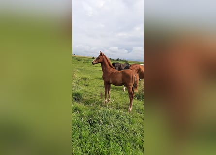 Hannoveraan, Merrie, 1 Jaar, kan schimmel zijn