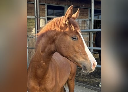 Hannoveraan, Merrie, 1 Jaar, Vos