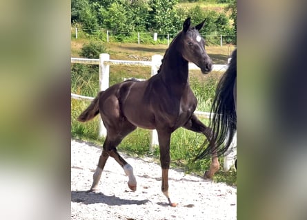 Hannoveraan, Merrie, 1 Jaar, Zwart
