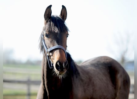 Hannoveraan, Merrie, 2 Jaar, 155 cm, Donkerbruin