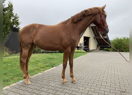 Hannoveraan, Merrie, 2 Jaar, 158 cm, Vos