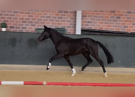 Hannoveraan, Merrie, 2 Jaar, 161 cm, Zwart