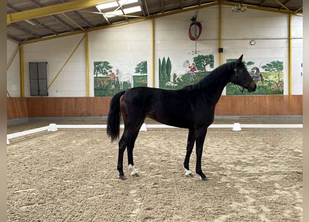 Hannoveraan, Merrie, 2 Jaar, 163 cm, Bruin