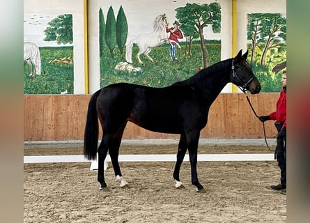 Hannoveraan, Merrie, 2 Jaar, 164 cm, Zwartbruin