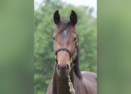 Hannoveraan, Merrie, 2 Jaar, 165 cm, Donkerbruin