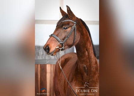 Hannoveraan, Merrie, 2 Jaar, 165 cm, Roodbruin