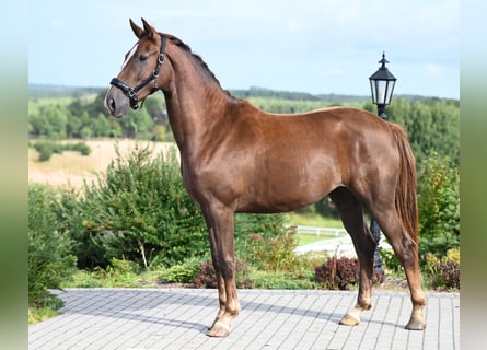 Hannoveraan, Merrie, 2 Jaar, 166 cm, Vos