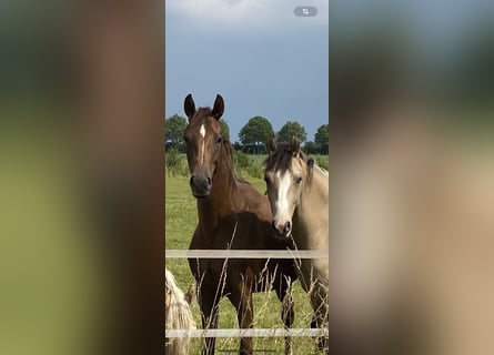 Hannoveraan, Merrie, 2 Jaar, 168 cm, Donkere-vos