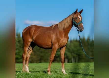 Hannoveraan, Merrie, 2 Jaar, 168 cm, Donkere-vos