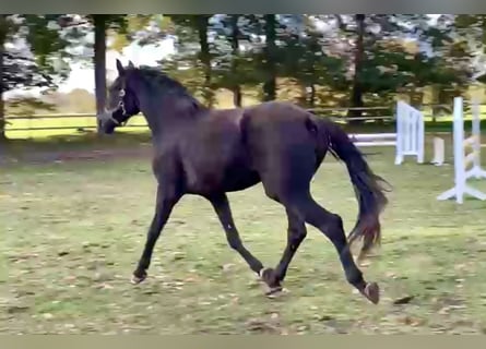 Hannoveraan, Merrie, 2 Jaar, 168 cm, Zwart