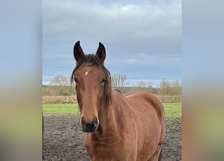 Hannoveraan, Merrie, 2 Jaar, 170 cm, Bruin