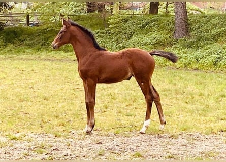 Hannoveraan, Merrie, 2 Jaar, 170 cm, Donkerbruin