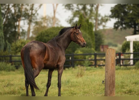 Hannoveraan, Merrie, 2 Jaar, 170 cm, Zwartbruin