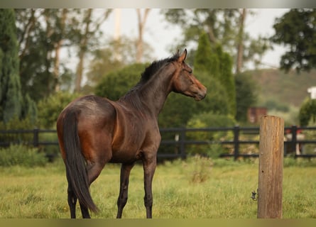 Hannoveraan, Merrie, 2 Jaar, 170 cm, Zwartbruin