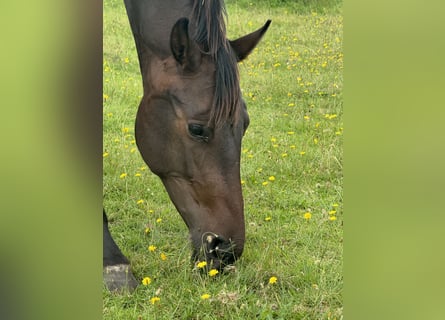 Hannoveraan, Merrie, 2 Jaar, 172 cm, Donkerbruin