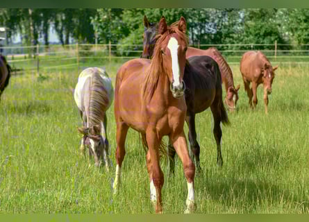 Hannoveraan, Merrie, 2 Jaar, 172 cm, Vos