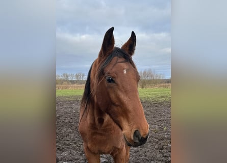 Hannoveraan, Merrie, 2 Jaar, 173 cm, Bruin