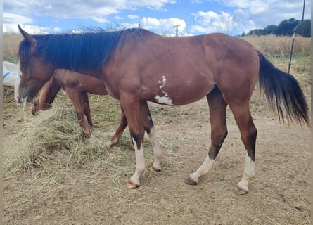 Hannoveraan, Merrie, 2 Jaar, 173 cm, Gevlekt-paard