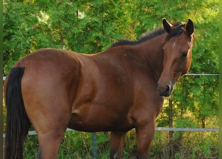 Hannoveraan, Merrie, 2 Jaar, 175 cm, Bruin