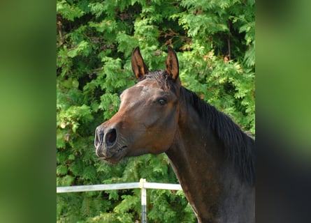 Hannoveraan, Merrie, 2 Jaar, 175 cm, Donkerbruin