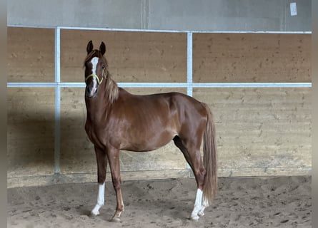 Hannoveraan, Merrie, 2 Jaar, Vos