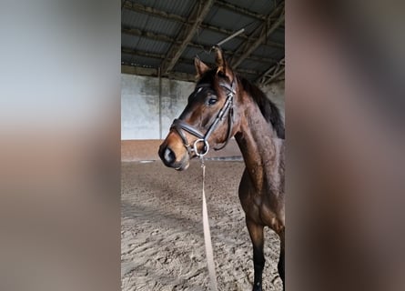 Hannoveraan, Merrie, 3 Jaar, 150 cm, Bruin