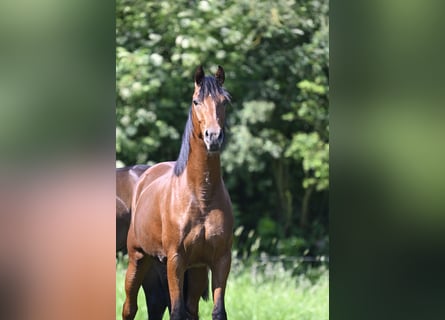 Hannoveraan, Merrie, 3 Jaar, 155 cm, Brauner