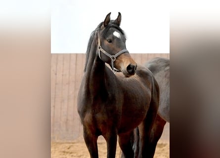 Hannoveraan, Merrie, 3 Jaar, 155 cm, Donkerbruin
