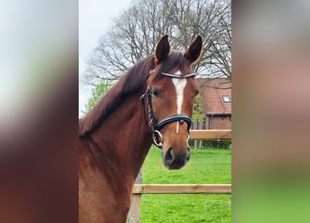 Hannoveraan, Merrie, 3 Jaar, 158 cm, Donkere-vos