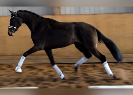 Hannoveraan, Merrie, 3 Jaar, 160 cm, Bruin