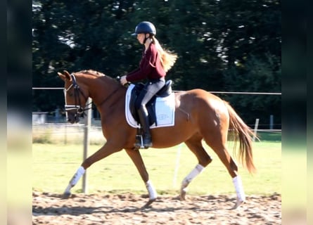 Hannoveraan, Merrie, 3 Jaar, 160 cm, Vos