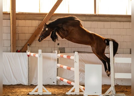 Hannoveraan, Merrie, 3 Jaar, 161 cm, Bruin