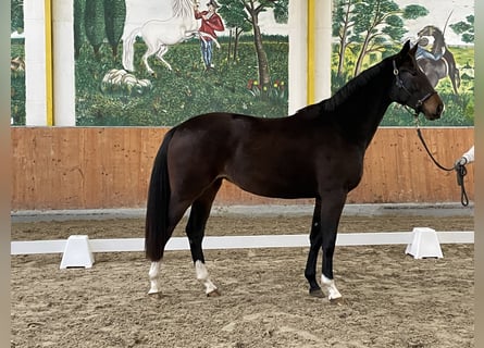 Hannoveraan, Merrie, 3 Jaar, 163 cm, Donkerbruin