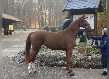 Hannoveraan, Merrie, 3 Jaar, 163 cm, Vos