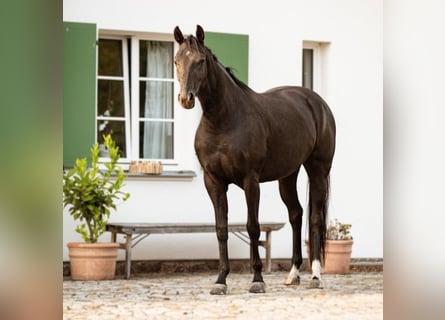 Hannoveraan, Merrie, 3 Jaar, 163 cm, Zwart