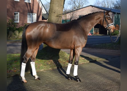 Hannoveraan, Merrie, 3 Jaar, 164 cm, Bruin