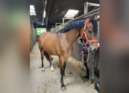 Hannoveraan, Merrie, 3 Jaar, 164 cm, Bruin