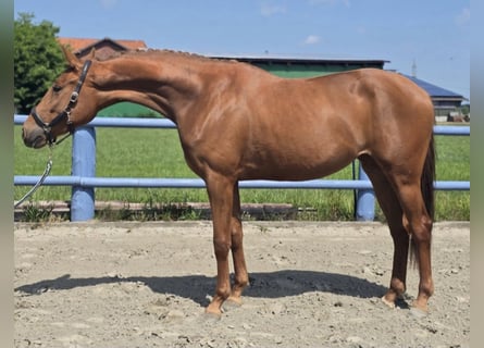 Hannoveraan, Merrie, 3 Jaar, 164 cm, Vos