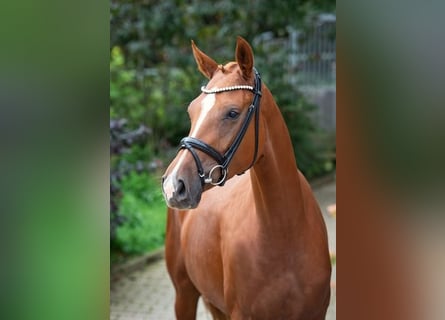 Hannoveraan, Merrie, 3 Jaar, 164 cm, Vos
