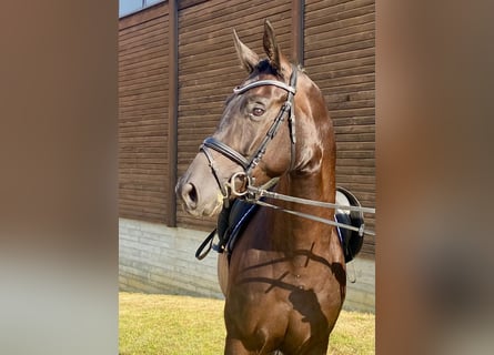 Hannoveraan, Merrie, 3 Jaar, 164 cm, Zwart